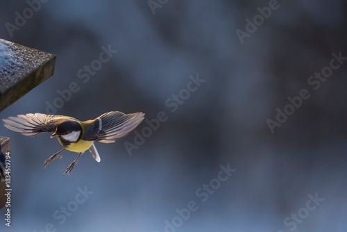 great tit (parus major)