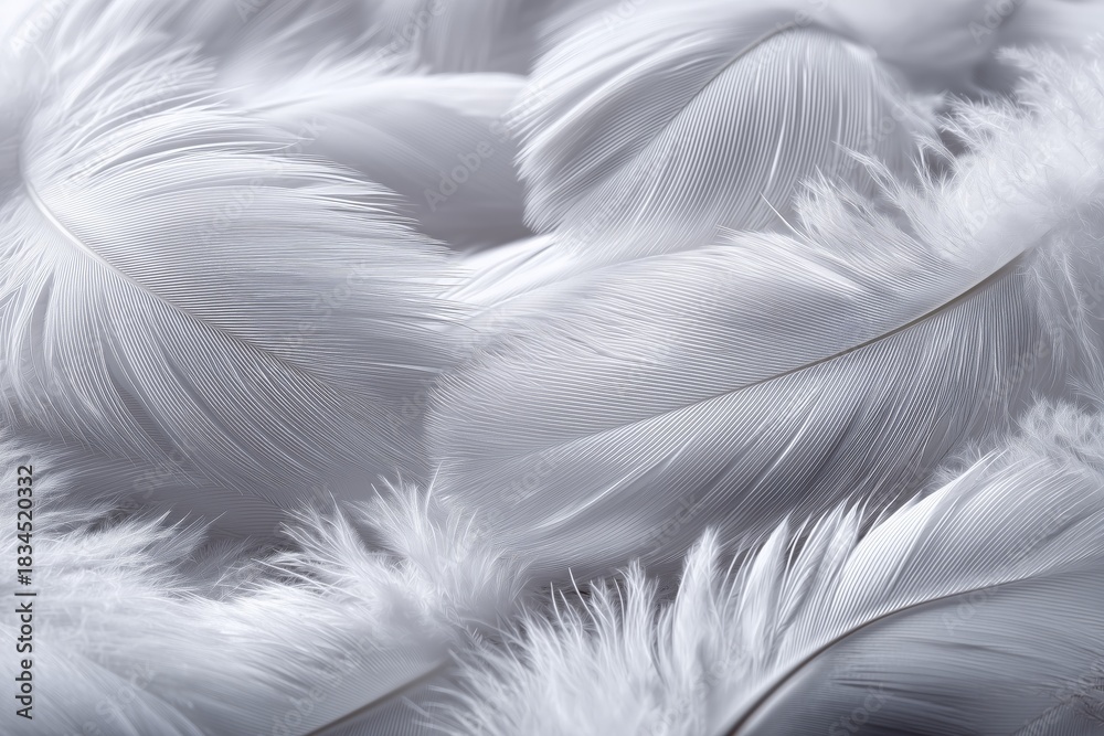 Fototapeta premium Detailed Close-Up of White Feathers