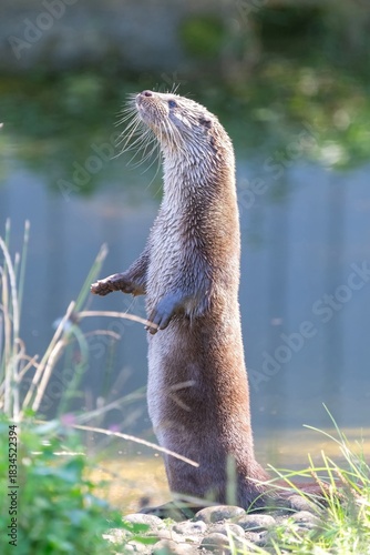 Close up of a European otter (lutra lutra) standing up