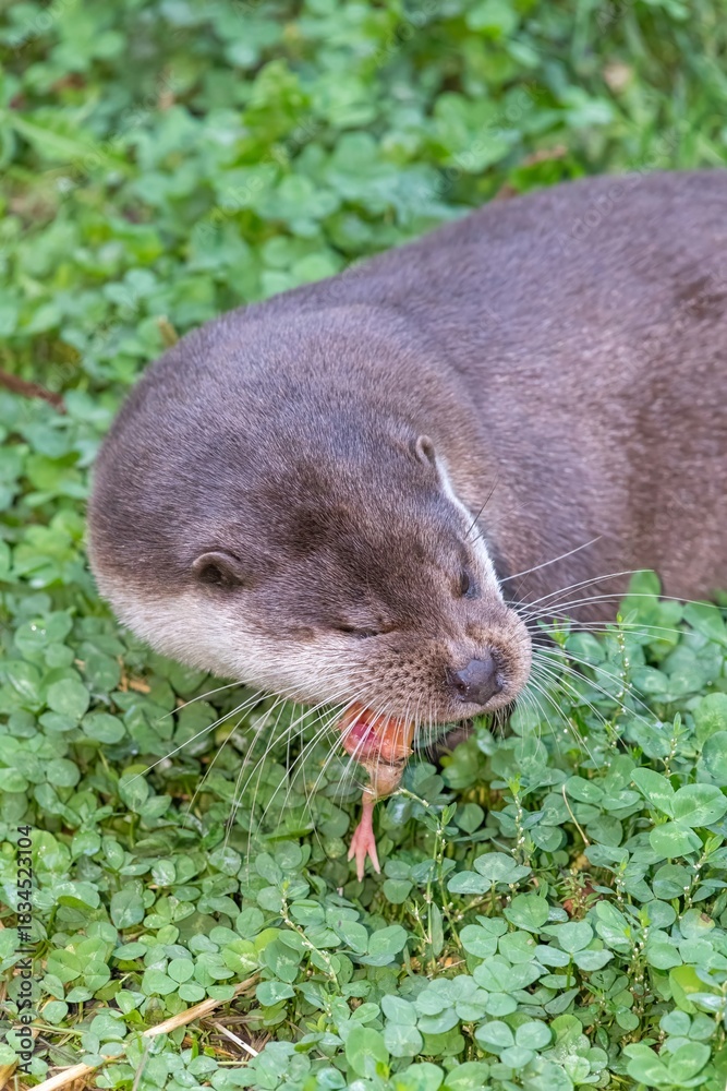Obraz premium Close up of a European otter (lutra lutra) eating