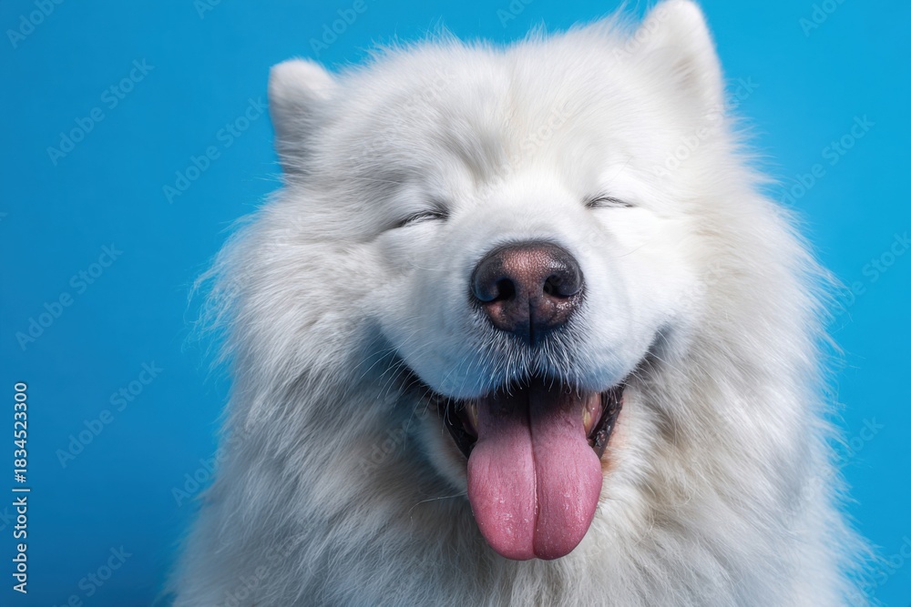Fototapeta premium Fluffy Samoyed Smiling in Studio Portrait