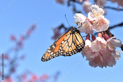 Monarch Butterfly on Cherry Blossoms Close Up– Spring Sakura Branch Under Blue Sky