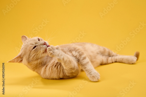 Vászonkép Ginger cat cleans itself mid-pose on bright yellow floor.