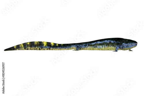 Eogyrinus Tetrapod - Eogyrinus was an aquatic predatory tetrapod that lived in the Carboniferous Period of England.