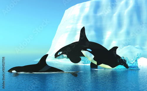Orca Whales and Iceberg - The Killer Whale also known as Orca is one of the largest predators of the oceans and is very intelligent.