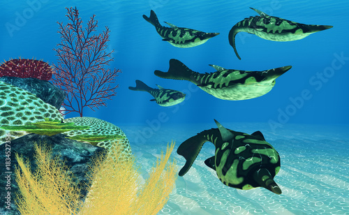 Pteraspis Fish - Pteraspis was a carnivorous marine fish that was heavily armored and lived during the Devonian Period.