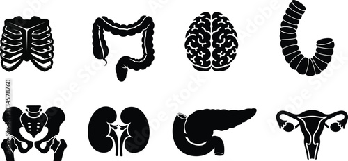 Human internal organs silhouette collection for medical education and anatomical study