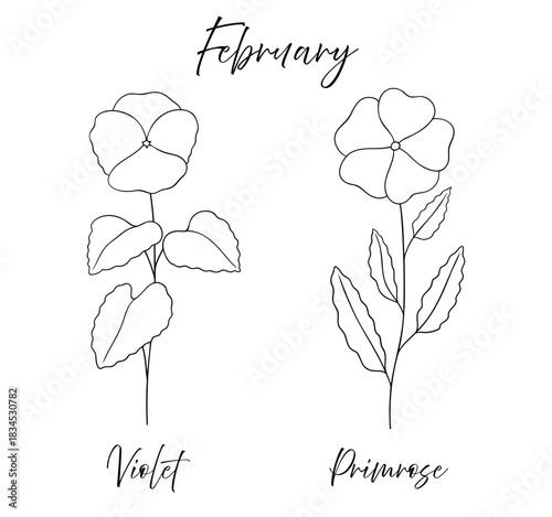 February birth flowers violet and primrose, line art vector illustrations set, black and white botanical drawing. Elegant floral sketch, hand drawn monochrome flower design, tattoo style.