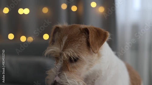 A portrait of a wirehaired Jack Russell Terrier on a sofa in a room. The dog is against a backdrop of glowing fairy lights. The animal is getting ready for the holidays. Christmas concept