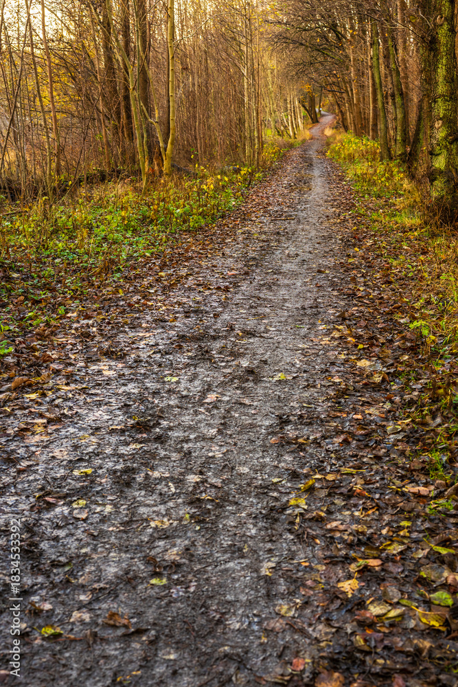 Fototapeta premium Muddy woodland trail winding through late autumn scenery.