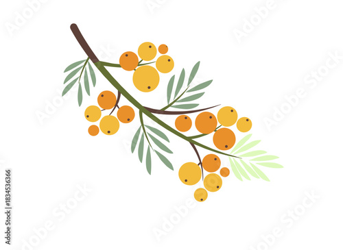 A silver wattle or mimosa branch featuring stunning yellow blossoms and foliage, a spring plant, presented as a natural decorative element against a white background in a flat floral illustration