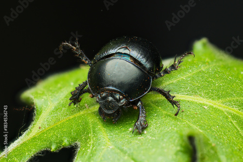 Close up of dor beetle dancing on green leaves in the forest