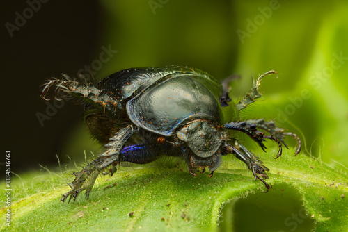 Close up of dor beetle dancing on green leaves in the forest