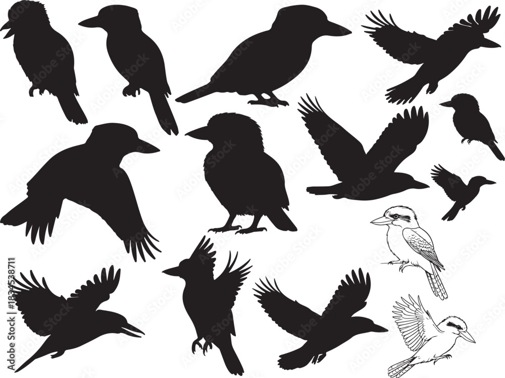 Obraz premium Kookaburra Silhouettes