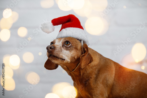 Red dog wearing santa claus hat