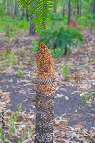 Palm Tree Regrowing After a Fire