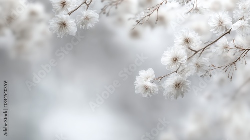 White flowers bloom in spring during daylight on a blurred background with soft light around in a peaceful garden. Cloud dancer trend color 2026