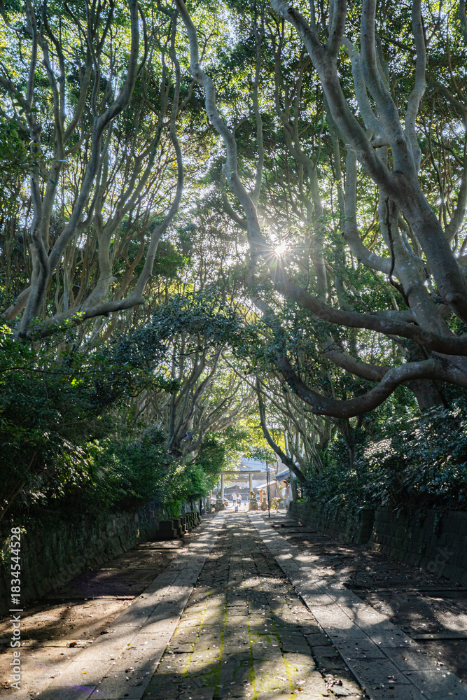 Fototapeta premium 酒列磯前神社の樹叢と朝日差し込む参道