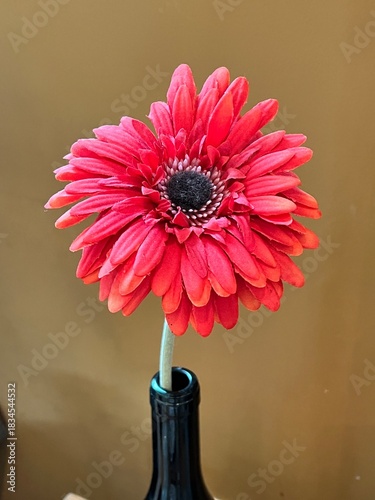 gerbera in vase