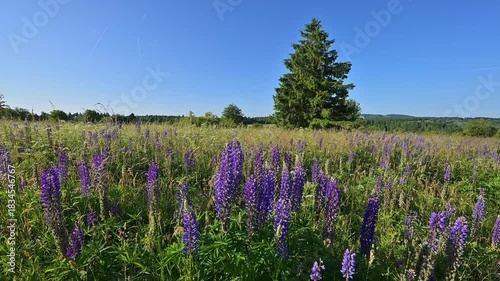 Wiese voller lila Lupinien unter einem klaren Himmel, Fladungen, Hohe Rhön, Rhön, Hessen, Deutschland, Europa
