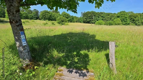 Baum mit Wegweisern steht im Schatten unter einem klaren blauen Himmel, Sommer, Fladungen, Hohe Rhön, Rhön, Rhön Grabfeld, Bayern, Deutschland, Europa