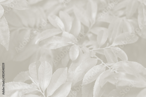 Cloud dancer color leaf texture, nature monochrome background. Color of the year 2026