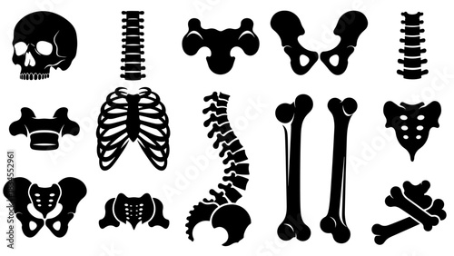 Collection of human skeleton bones silhouettes including the skull, spine, rib cage, and pelvis, presented as a medical or anatomical vector illustration set for scientific study