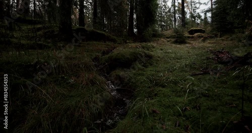 Nordic Dark Forest Stream at Dusk