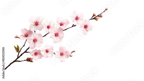Cherry Blossom Branch on Transparent Background