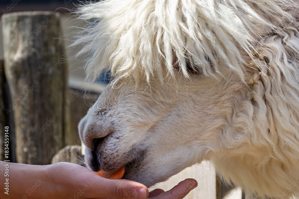 Naklejka premium Friendly alpaca eating a snack from a person's hand at a petting zoo