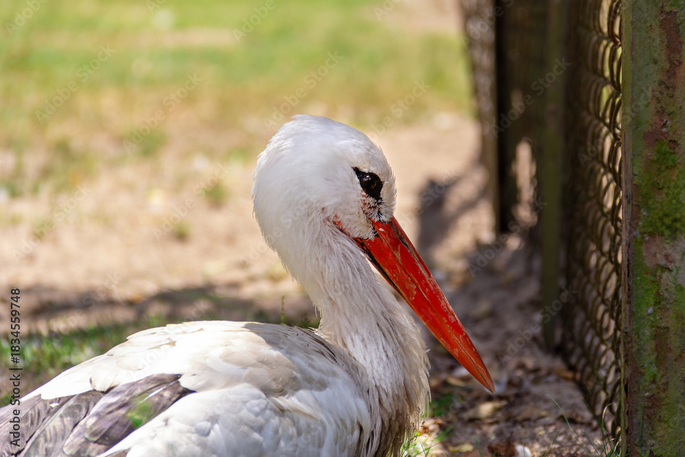 Fototapeta premium Stork resting peacefully near fence on a sunny day in green park setting
