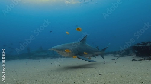 A bull shark – Carcharhinus leucas – escorted by small yellow fish moves toward the camera over sand, then makes a quick avoidance move from cleaning fish near the wreck of El Vencedor