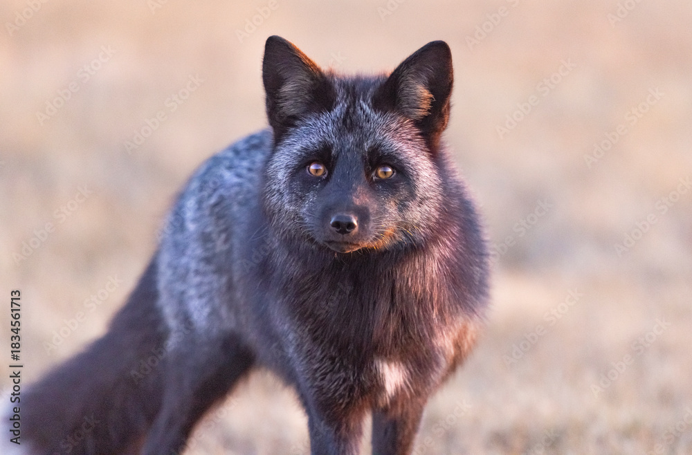 Fototapeta premium Silver fox