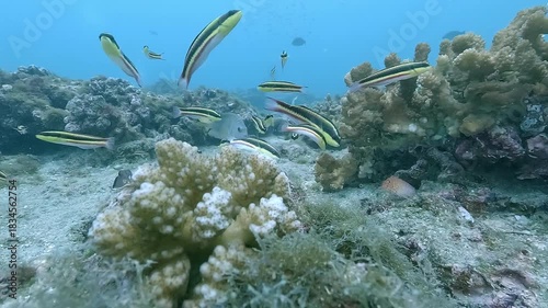 A Cortez angelfish – Pomacanthus zonipectus – swims calmly near corals while small reef fish pass around it on a shallow reef in the Sea of Cortez, Baja California, Mexico.
