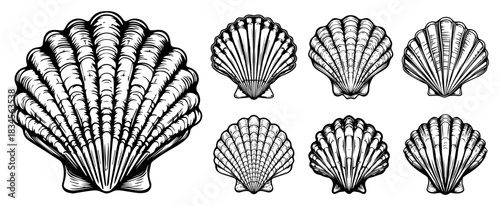 Hand drawn vector set of sea shells in vintage engraving style marine illustration of scallop shells isolated on white background ocean nature design elements
