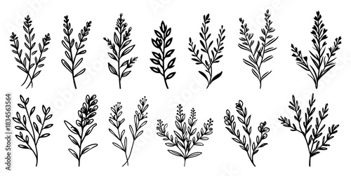 Set of hand drawn vector floral elements and wild herbs collection of botanical sketches featuring thin branches with leaves and wildflowers for rustic design