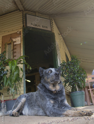 Blue healer dog outside a hotel at Hungerford ,Queensland, Australia.