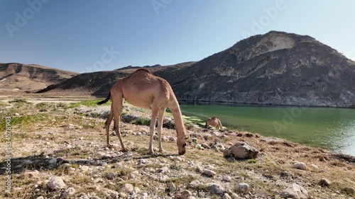 lone dromedary camel searches for food on parched land beneath a cloudless blue sky, backed by the dramatic coastline and mountain range of Mughsayl Beach in Dhofar, Oman during height of dry season.