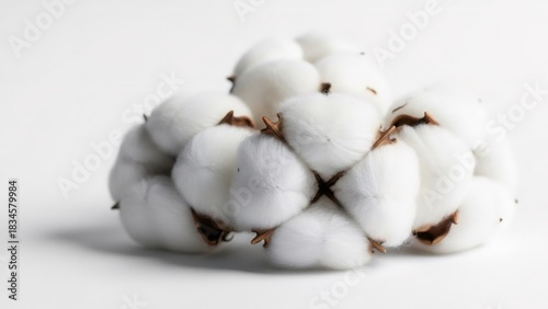 Soft natural cotton boll on a white background, symbolizing purity, comfort, and sustainable textile production for fabrics, bedding Cloud Dancer Color of the Year 2026