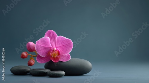 Delicate pink orchid flower arranged elegantly on smooth black stones for tranquil and serene interior design or wellness themes in stock photography