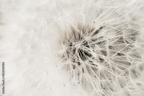 Delicate dandelion texture in Cloud Dancer color reveals airy fibers forming soft radial structure with dreamy minimal depth. Natural background with ethereal texture
