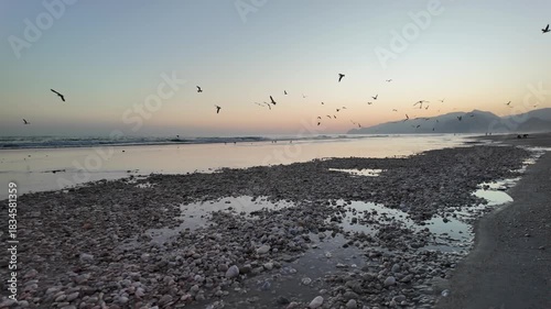 Wild seagulls gliding and settling on the wet sand of Mughsayl Beach near Salalah in Dhofar, Oman, as waves roll ashore and distant mountains appear in silhouette under a colorful dry-season sunset in