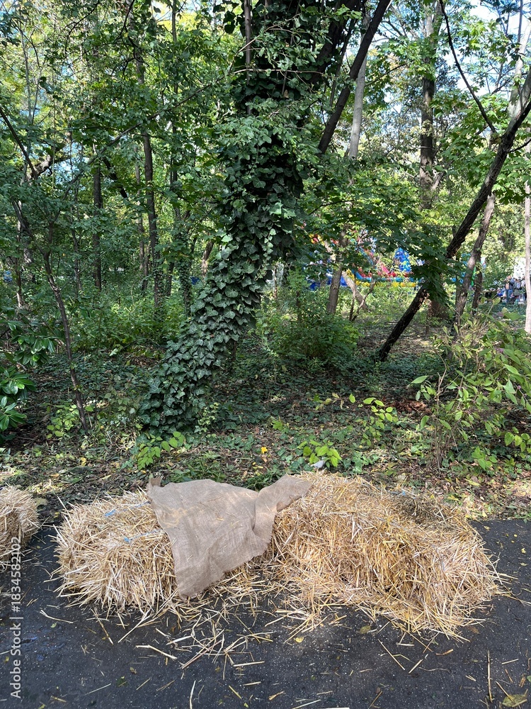 Fototapeta premium Hay Bales and Ivy Covered Tree in Forest