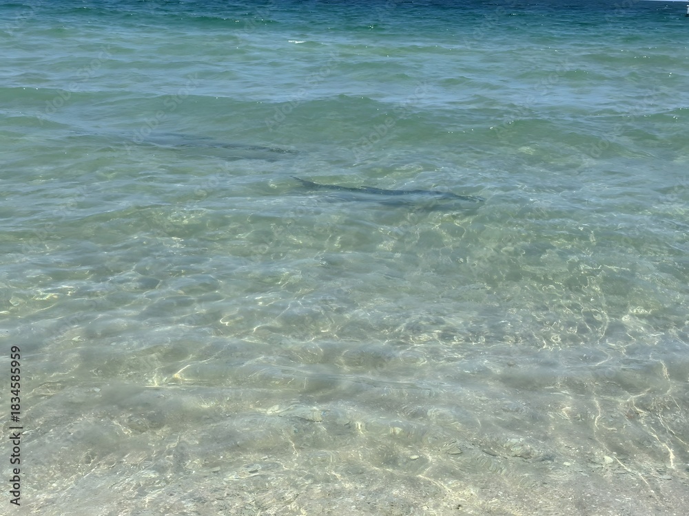 Obraz premium Clear Water Over Sandy Bottom with Shadows of Fish Swimming Below