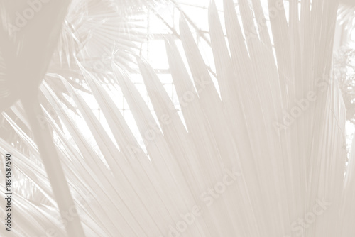 Cloud dancer color palm leaf. Monocrome texture 2026. Color of the year.