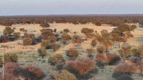 aerial view, african bush with acacia trees. Sunset warm light, Southern Africa, Botswana and South Africa .