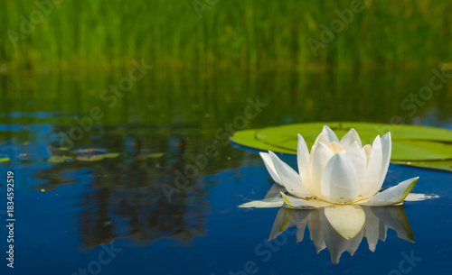 closeup white water lilies floating on a lake, summer outdoor water flowers scene