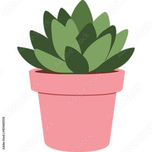 A Succulent Plant in a Pink Pot
