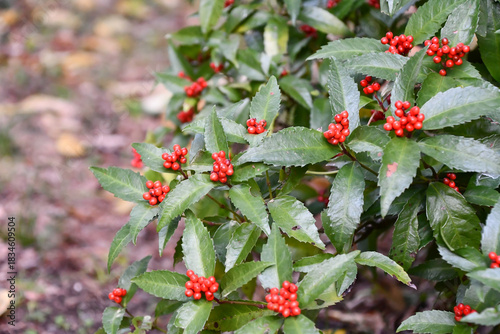 センリョウ　Herba sarcandrae