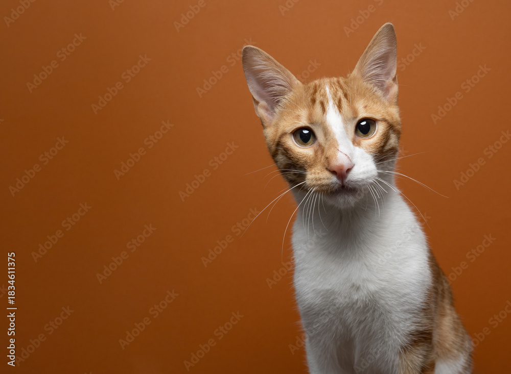 Obraz premium orange white cat on orange background